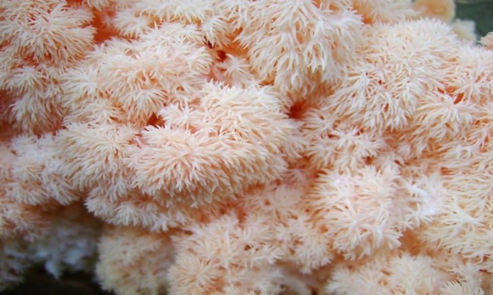 Nấm đầu khỉ, hay nấm bờm sư tử, thuộc họ "Hericiaceae" là loài nấm mọc trên thân cây gỗ mục. Tua nấm rũ xuống như đầu khỉ, lúc già tua dài và chuyển sang màu vàng trông như bờm sư tử.