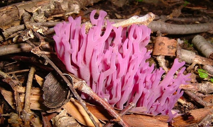 Nấm san hô tím (Clavaria zollingeri) có hình dáng giống san hô mọc trên cạn. Chúng sinh trưởng trên các thân cây đã mục nát trong những cánh rừng hoặc đồng cỏ.