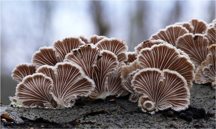 Nấm (Schizophyllum commune) có hình dạng trông như những chiếc mũ. Đây là loại nấm phổ biến sống trên khắp các châu lục, trừ châu Nam Cực.