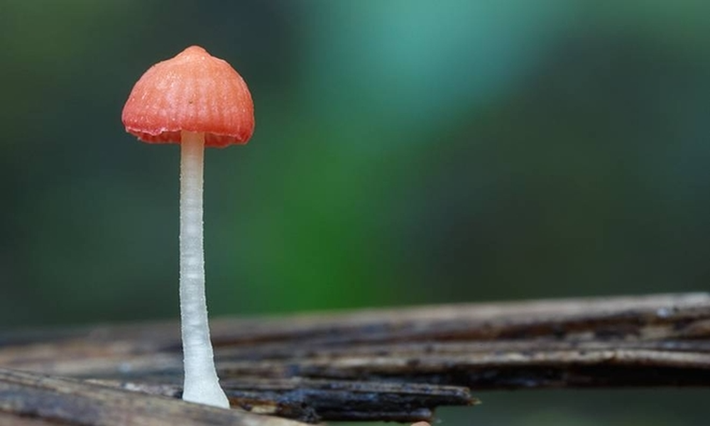 Nấm (Mycena adonis) trông giống một cây kẹo mút với phần mũ nấm màu đỏ tươi. Chúng thường sống trong các khu rừng lá kim và bãi than bùn ở châu Á, châu Âu và Bắc Mỹ.