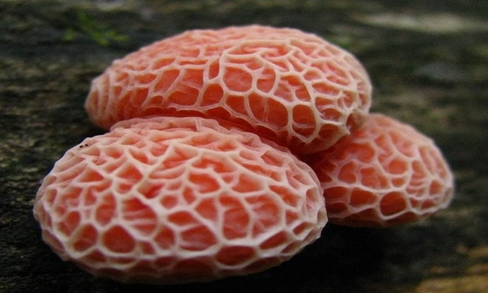 Nấm đào nhăn (Rhodotus palmatus) có màu vàng nhạt hoặc hồng. Hình dáng của chúng tròn giống những quả đào nhưng lại chứa vô số nếp nhăn.
