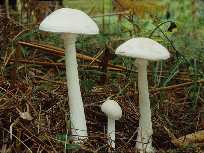 Nấm độc trắng hình nón (Amanita virosa) thoạt nhìn có hình dáng, màu sắc khá giống nấm độc tán trắng. Tuy nhiên, nấm độc trắng hình nón có những đặc điểm khác biệt với mũ nấm thường khum hình nón, mũ vươn cao ra khỏi bao gốc. Chân cuống của loài nấm này phình dạng củ và có bao gốc. Ảnh: Tehran Times.