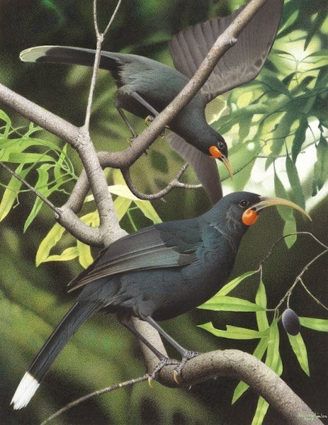 Huia là loài chim mỏ quạ lớn nhất ở New Zealand, nổi tiếng với giọng hót hay. Chúng có bộ lông đen bóng và lông đuôi dài, có chóp trắng ở cuối đuôi. Ảnh: Purchased 2006. © Te Papa by Paul Martinson.
