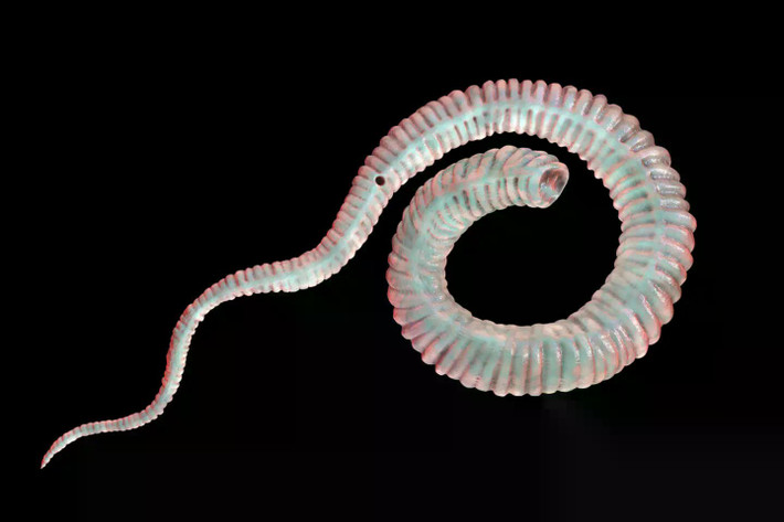 Dracunculus medinensis (tên thường gọi là giun Guinea) là một loại sinh vật ký sinh ở người. Loài giun này có thể xâm nhập vào cơ thể con người khi họ vô tình uống phải nguồn nước chứa bọ chét (ký chủ trung gian của giun Guinea). Ảnh: Shutterstock.