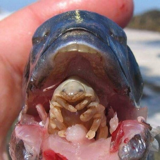 Ký sinh trùng Cymothoa exigua sẽ liên tục hút máu, khiến lưỡi cá bị cắt khỏi nguồn dinh dưỡng, dần khô héo và rụng đi. Việc mất lưỡi sẽ không khiến con cá chết đi. Thay vào đó, loài ký sinh trùng này trở thành vật thay thế cho thứ mà nó lấy đi. Ảnh: Oddity Central.