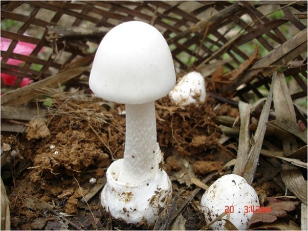 Nấm độc tán trắng chứa hàm lượng cao chất độc alpha - amanitin. Đây là độc tố mạnh nhất trong nhóm amatoxin. Người nào ăn phải loại nấm nguy hiểm này sẽ có các triệu chứng buồn nôn, đau bụng, nôn mửa, tiêu chảy, sau đó suy gan thận, hôn mê. Ảnh: Bệnh viện Bạch Mai.