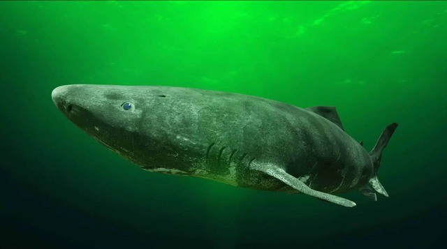 Mặc dù có não bộ với kích thước bé nhưng cá mập Greenland lại có khả năng định hướng và săn bắt trên một khu vực rất rộng lớn. Ảnh: guide to greenland.
