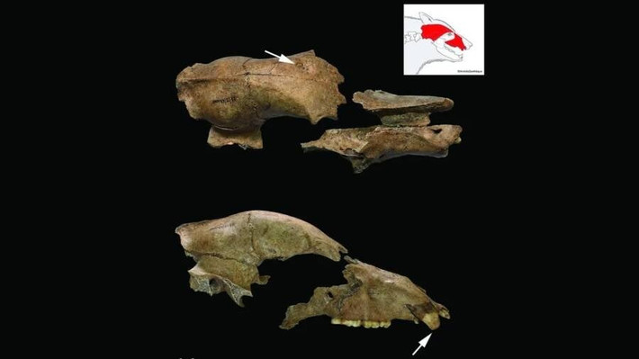 Trong cuộc khai quật tại đấu trường La Mã ở Viminacium, Serbia ngày nay, các nhà khảo cổ đã tìm thấy một hộp sọ bị đập nát của con gấu nâu. Đây là bằng chứng trực tiếp đầu tiên về việc động vật tham gia trò chơi đẫm máu của võ sĩ giác đấu La Mã. Ảnh: Nemanja Marković et al; Antiquity Publications Ltd.