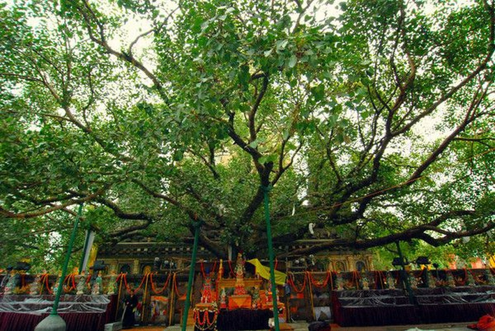 Cây bồ đề: Theo sử tích Phật giáo, Đức Phật Thích Ca đã ngồi thiền dưới cây bồ đề và đạt được giác ngộ. Trong Phật giáo, cây bồ đề đại diện cho con đường vượt qua khổ đau và đạt đến chân lý.