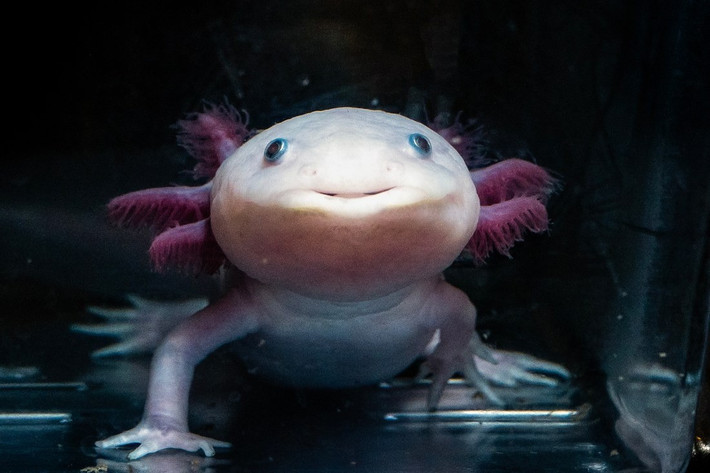 Kỳ nhông Axolotl là loài sinh vật kỳ lạ sống tại các hồ nước ngọt ở Mexico. Chúng từ lâu đã trở thành đối tượng nghiên cứu hấp dẫn trong sinh học tái tạo. Ảnh: Alyssa Stone/Northeastern University.