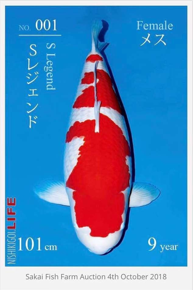 Sau khi đấu giá thành công, bà Yingying có kế hoạch cho con cá Koi tên S Legend trên tham dự cuộc thi All Japan Koi Show - một cuộc thi dành riêng cho cá Koi ở Nhật Bản. Không những vậy, bà còn cơ hội nhân giống loài cá đắt đỏ này khi nó có tiềm năng đẻ tới 500.000 trứng, trong đó khoảng 5.000 trứng sẽ đủ chất lượng để bán ra thị trường. Ảnh: Daily Mail.