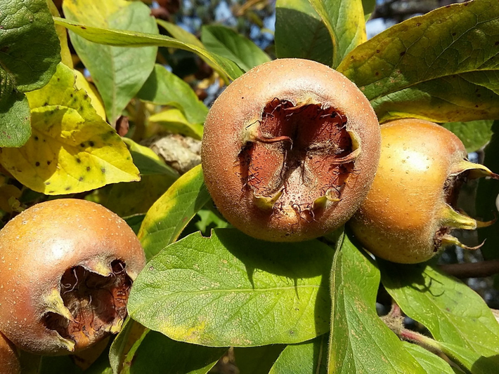 Sơn tra Đức (Mespilus germanica) cao 6m, phân bố ở Trung và Nam Âu. Loài cây này có quả cứng màu nâu vàng, mềm dần và ăn được vào mùa thu, sau đó rữa đi.