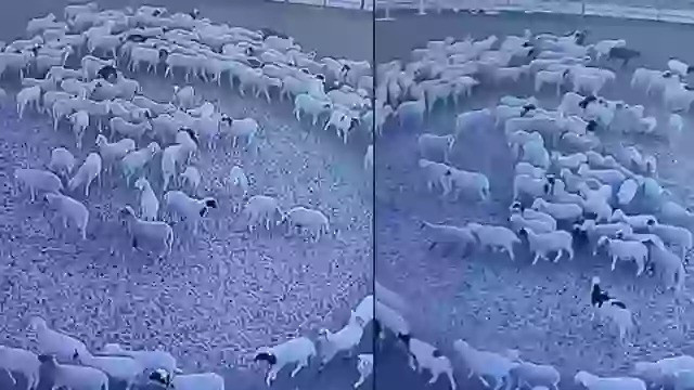 “Trông có vẻ như đàn cừu đã bị nhốt trong chuồng quá lâu gây ra ức chế khiến chúng hành động một cách rập khuôn bằng cách di chuyển lặp đi lặp lại theo một vòng tròn”, Matt Bell, Giáo sư tại khoa nông nghiệp, Đại học Hartpury ở Gloucester, Anh, lý giải. Ảnh: ladbible.com.