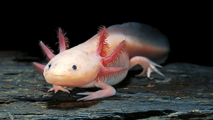 Axolotl có thể mọc lại toàn bộ chi, từ xương, khớp, mạch máu đến dây thần kinh sau khi bị mất chân tay. Mặc dù đây không phải hiện tượng hiếm gặp ở một vài loài động vật nhưng khả năng phục hồi chi phức tạp ở axolotl khiến giới khoa học vô cùng bất ngờ. Ảnh: Paul Starosta/Stone via Getty Images.