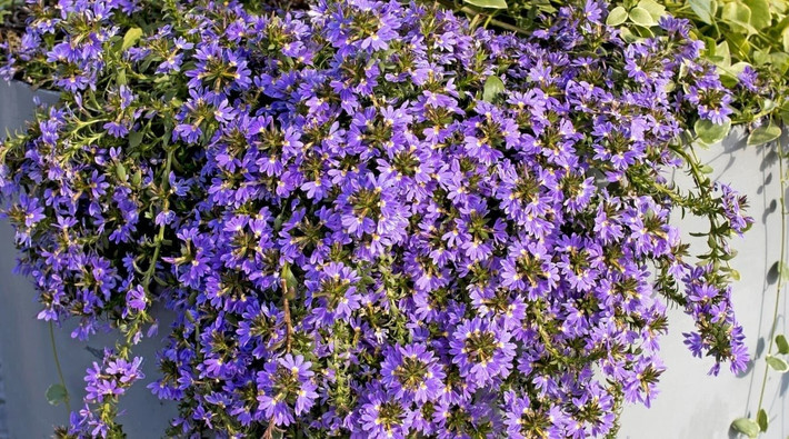 Cây cảnh hoa quạt: Hoa quạt (Scaevola aemula) có nguồn gốc từ Úc, được gọi là Fan flower. Cánh hoa xòe rộng như chiếc quạt gió hay bàn tay tiên nữ, rất độc đáo.