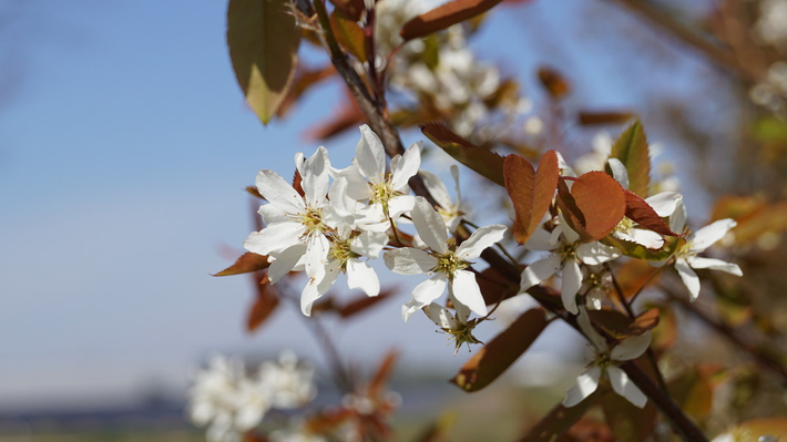 Đường lệ Bắc Mỹ (Amelanchier lamarckii) cao 12m, phân bố ở miền Đông của Bắc Mỹ. Loài cây thân gỗ này có hoa hình sao mọc thành cụm, nở vào mùa xuân, kết quả mọng đỏ thẫm vào mùa hạ.