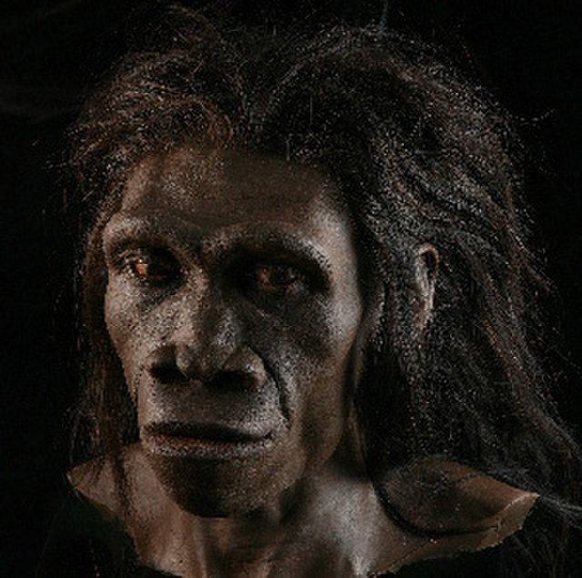 Bằng chứng hóa thạch cho thấy người Homo erectus tiếp tục sống trên đảo Java cho đến khoảng 117.000 đến 108.000 năm trước, khi loài này tuyệt chủng. Ảnh: pinterest.