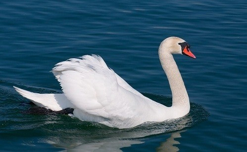 Thiên nga trắng có tên khoa học là Cygnus olor. Loài chim này thuộc họ Vịt (Anatidae), nhóm chim nước lớn như ngỗng và vịt trời. Đây là loài động vật khá phổ biến ở nhiều nơi trên thế giới như châu Âu, châu Á, Bắc Mỹ... Ảnh: Pinterest.