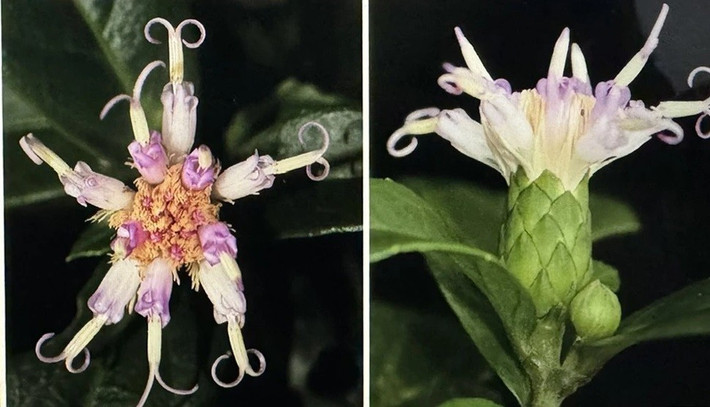 Decaneuropsis phongnhakebangensis được thống nhất đặt tên Việt Nam là Bạch Đầu Phong Nha - Kẻ Bàng. Loài thực vật mới này được phát hiện trong rừng cây bụi trên núi đá vôi ở độ cao hơn 700m thuộc diện tích Vườn Quốc gia Phong Nha - Kẻ Bàng.