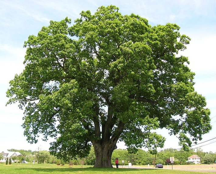Cây sồi: Người Celt ở châu Âu coi cây sồi là nơi trú ngụ của các vị thần. Sồi cũng gắn liền với sấm sét và thần Thor trong thần thoại Bắc Âu.