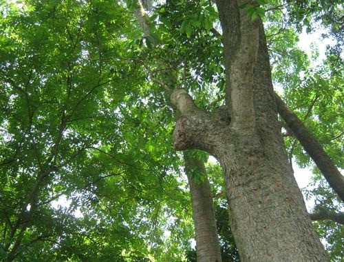Sỗ sưa có tên khoa học là Dalbrgia tonkinensis Prain. Loại gỗ quý hiếm này thuộc nhóm IA quy định tại Nghị định của Chính phủ về quản lý thực vật, động vật rừng nguy cấp quý hiếm. Gỗ sưa được Nhà nước nghiêm cấm khai thác, sử dụng cho mục đích thương mại. Ảnh: Báo Hà Giang.