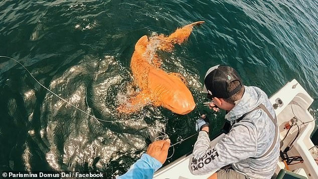 Con cá mập màu cam dài gần 2m đã được một ngư dân câu được trong chuyến đi câu cá thể thao ở ngoài khơi bờ biển Costa Rica. Màu sắc "kỳ lạ" của con cá mập khiến nhiều người tò mò.