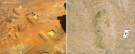 Một khả năng khác là người Neanderthal đã có cuộc phục kích săn mồi hoặc theo dõi con mồi như ngựa, hươu hoặc thỏ rừng. Nguyên do là vì một số dấu chân của người Neanderthal được "in chồng lên" dấu chân của các loài động vật có vú lớn. Ảnh: C.N. de Carvalho et al.