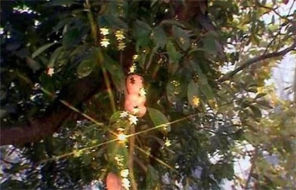 Nhiều người cho rằng, Bát Giới vì tham ăn nên mới nuốt chửng quả nhân sâm nên không biết mùi vị quả này như thế nào. Tuy nhiên, đằng sau hành động này của Bát Giới ẩn chứa sự thật bất ngờ.