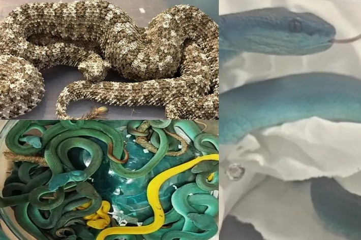 Trong hành lý ký gửi của người này, hải quan phát hiện 44 con rắn lục đuôi đỏ Indonesia có nọc độc nguy hiểm trong vali ký gửi. Trong vali còn có 3 con rắn sừng đuôi nhện và 5 con rùa lá châu Á quý hiếm. Ảnh: mathrubhumi.com.