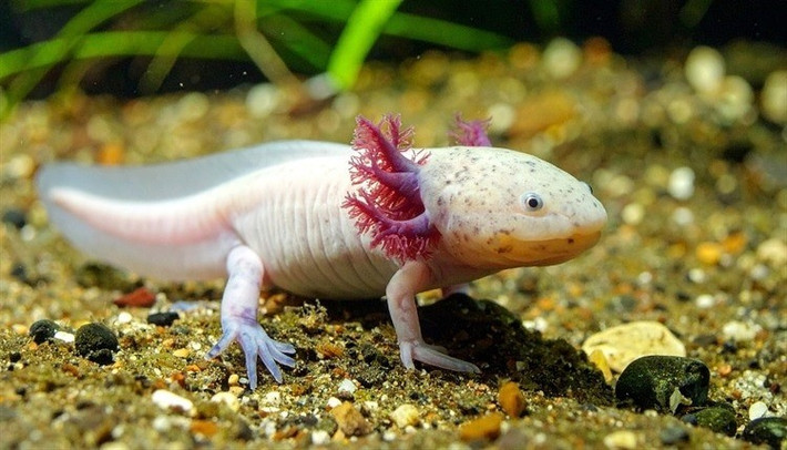 Các chuyên gia mới công bố nghiên cứu trên Nature Communications hé lộ phân tử phía sau khả năng tái tạo chi kỳ diệu của loài kỳ nhông axolotl. Ảnh: Bigzumi / Shutterstock.