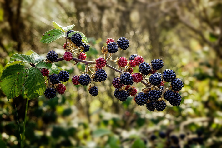 Mâm xôi (Rubus fruticosus) cao 2,5m, phổ biến ở châu Âu. Loài cây bờ giậu bò lan này cho quả ăn được vào mùa thu. Chúng có nhiều phân loài khác nhau.