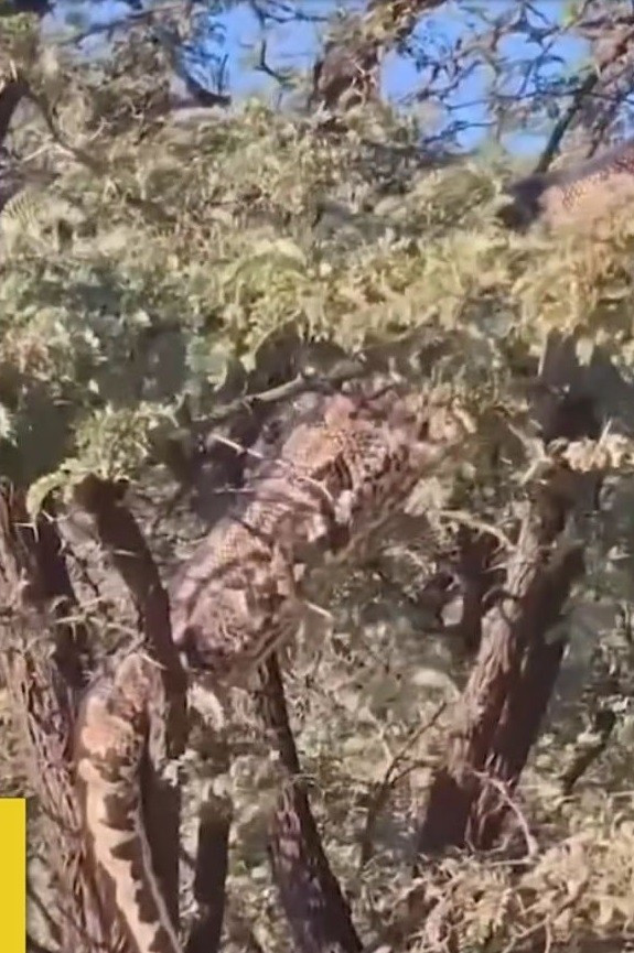 Theo video được chia sẻ trên mạng xã hội X của tài khoản có tên Capture the Wild, nhiều du khách kinh ngạc, thậm chí hoảng hốt khi nhìn thấy một con trăn khổng lồ đang bò trên cành cây. Sự việc xảy ra tại một khu rừng hoang dã ở Nam Phi.