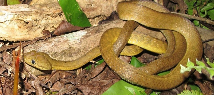 Thậm chí, các chuyên gia nghiên cứu, tìm kiếm virus có thể dùng làm vũ khí sinh học chống lại ếch cây nâu, nhằm loại bỏ số lượng lớn loài này mà không ảnh hưởng tới động vật hoang dã khác. Ảnh: wildlife.