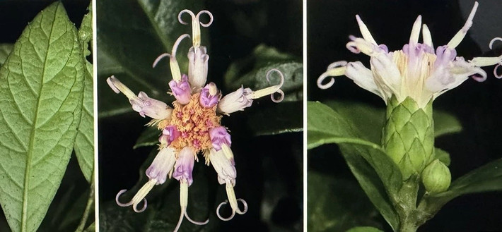 Hoa đầu hình chuông, đường kính 1,6 - 1,8cm, có cuống dài 2 - 7 mm. Tràng hoa hình phễu, màu tím sẫm, dài 12,3 mm. Nhị đính trên tràng, dài 4,3 mm. Bầu nhụy hình trụ, dài 5 - 5,8mm, có 11 - 12 gờ. Lông mào dài khoảng 9,5 mm, màu vàng nâu. Ảnh: Báo Quảng Trị.