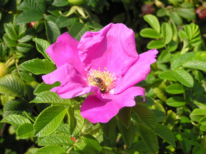 Mân côi (Rosa rugosa) cao 2m, có nguồn gốc từ Đông Á. Loài cây cho hoa đẹp này chịu được nước mặn bắn vào nên thường được trồng làm bờ giậu gần biển. Thân cây có gai, hoa màu hồng, cánh nhăn.