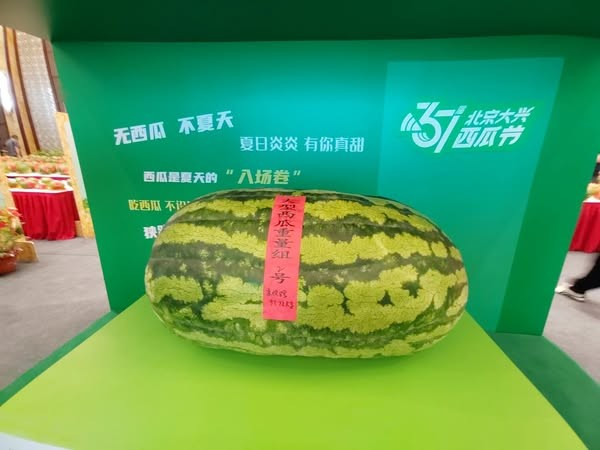 Vào ngày 24/5, cuộc thi dưa hấu và dưa lưới Guoyuan trong lễ hội dưa hấu Đại Hưng, Bắc Kinh lần thứ 37 được tổ chức. Danh hiệu "Vua dưa hấu" đã được trao cho một nông dân Xie Zhengjiang, 58 tuổi, đến từ thị trấn Panggezhuang của Trung Quốc. Quả dưa của ông nặng 97,75 kg. Ảnh: Beijing Evening News.