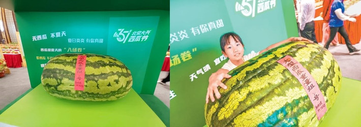 Theo ông Zhengjiang, việc chọn giống dưa vô cùng quan trọng. Ngoài ra, ông thường chọn gieo hạt đầu mùa xuân trên phần đất tơi xốp nhất với khoảng cách 3 - 4m giữa các cây để cây có không gian phát triển, cho ra quả to và ngọt. Ảnh: Beijing Evening News.