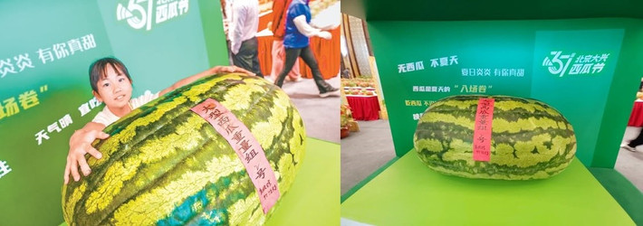 Ông Zhengjiang cho biết để có thể trồng được những quả dưa hấu nặng từ vài chục đến hàng trăm kg đòi hỏi kỹ thuật canh tác đặc biệt, giống tốt và cần chăm sóc cẩn thận. Ảnh: Beijing Evening News.