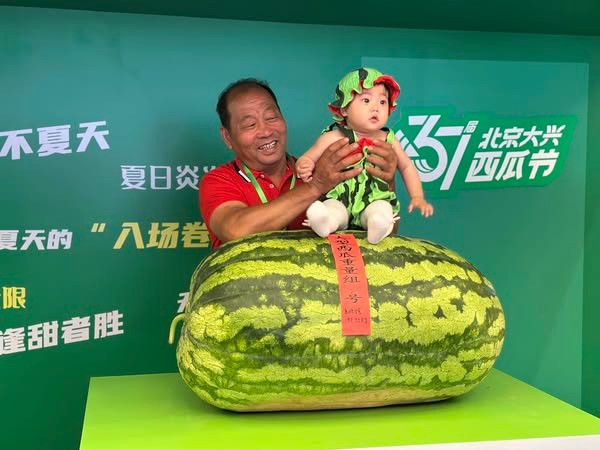Ông Zhengjiang có kinh nghiệm trồng dưa hấu hơn 30 năm. Đây là lần thứ 5 ông giành được danh hiệu "Vua dưa hấu". Ảnh: Beijing Evening News. Ảnh: Beijing Evening News.
