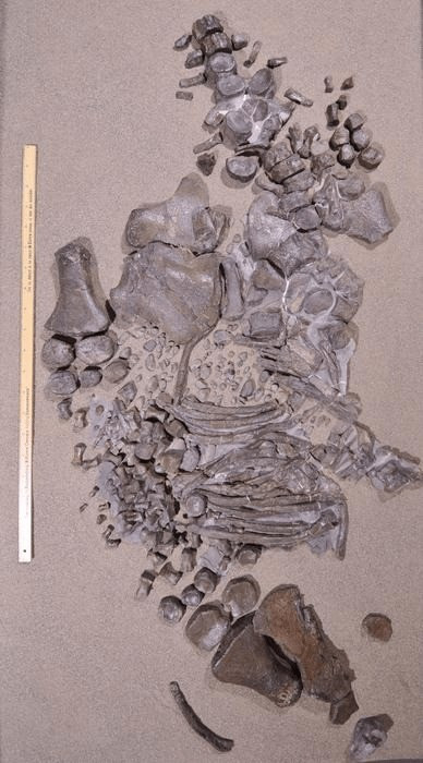 Hai mẫu vật Traskasaura sandrae được tìm thấy sau đó có niên đại nhỏ hơn. Từ đây, các chuyên gia phân tích các đặc điểm của 3 mẫu hóa thạch và xác định tất cả đều thuộc một chi mới của loài elasmosaur. Ảnh: metro.co.uk.