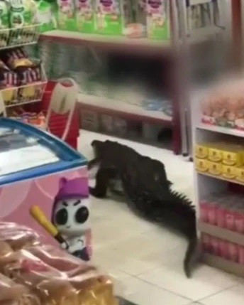 Sau khi nhận được tin báo của người dân và nhanh chóng tới cửa hàng tạp hóa, đội cứu hỏa đã mất khoảng 1 tiếng đồng hồ để cố gắng dụ con cá sấu ra khỏi cửa hàng rồi trói nó lại trước khi đưa trở lại đầm lầy gần đó.