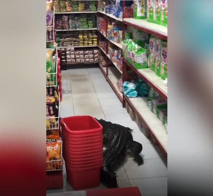 Quan chức địa phương cho biết không có ai bị cá sấu tấn công nhưng họ cảnh báo người dân phải hết sức cẩn thận.
