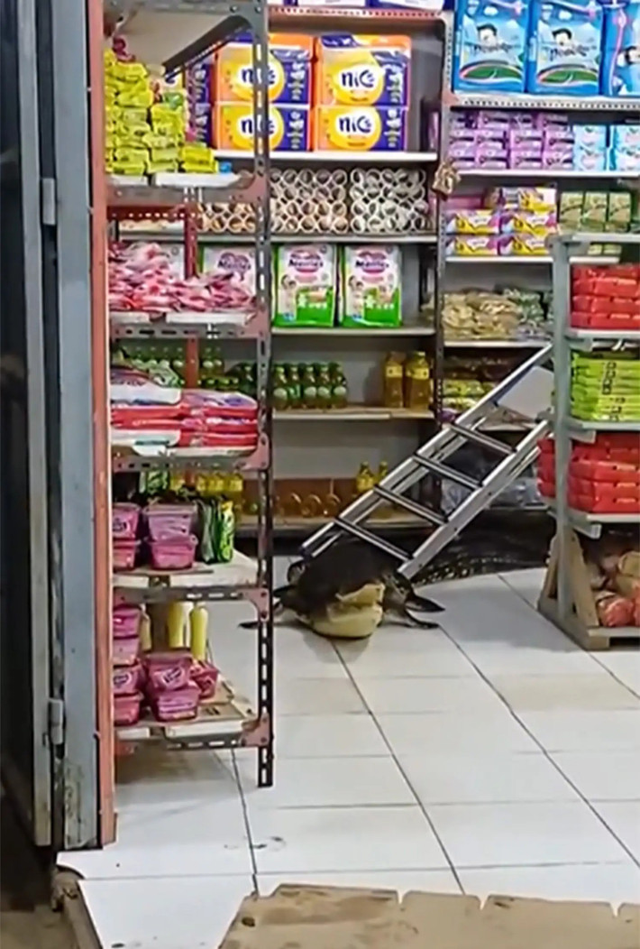 Các nhân viên cửa hàng tạp hóa nhanh chóng gọi điện báo cho lính cứu hỏa đến giúp đỡ, xử lý "vị khách không mời".