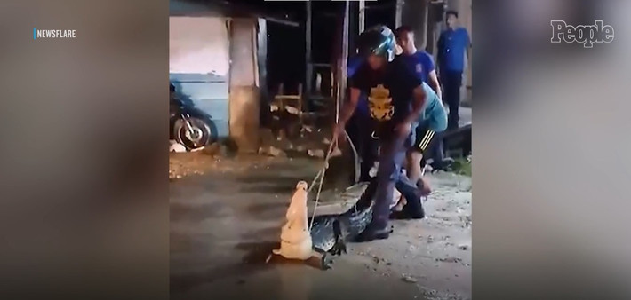 Trợ lý Ủy viên cấp cao Adnan khuyến cáo người dân: "Gần đây mưa rất nhiều nên cá sấu có thể nổi lên từ mặt nước. Bất kỳ ai nhìn thấy chúng nên gọi cảnh sát". Ảnh: Newsflare.
