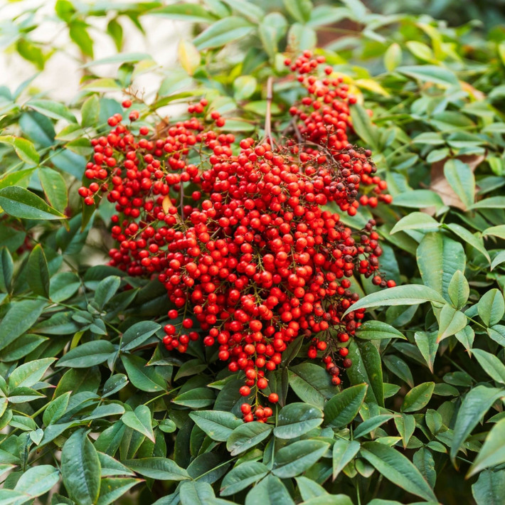 Vẻ đẹp tinh tế, nổi bật ngay từ hình dáng Lá cây dài, xanh đậm, mép cong vào trong tạo vẻ mềm mại đầy tinh tế. Cành uốn lượn thanh thoát khiến cây mang nét thông minh, nhẹ nhàng.
