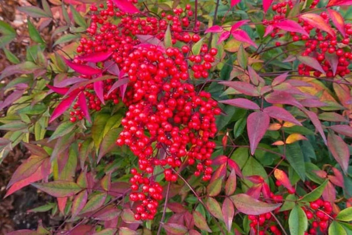  Cây “bảo vệ ngôi nhà” được nhiều gia đình yêu thích Nam thiên trúc (Nandina domestica) được mệnh danh là “cây số một bảo vệ ngôi nhà”. Loài cây vừa thanh lịch, vừa mang năng lượng tích cực cho không gian sống.