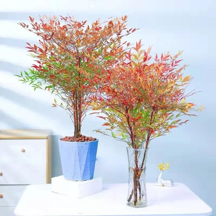 Hướng dẫn chăm sóc đơn giản, ai cũng có thể làm được Tưới nước giữ ẩm đều, bón phân mùa xuân – hè, thay chậu mỗi 2–3 năm, và cắt tỉa nhẹ nhàng là đủ để cây phát triển xanh tốt quanh năm.