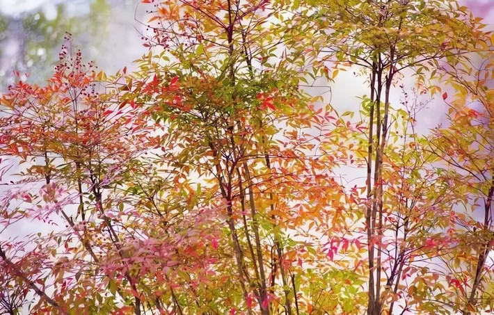 Biểu tượng sống động trong văn hóa và nghệ thuật Từ xưa, cây từng được giới trí thức yêu thích và xuất hiện trong nhiều tác phẩm văn học. Giới chơi cảnh xem đây là “vua của trúc” vì vẻ đẹp và khí chất cao quý.