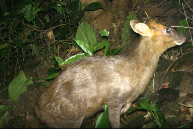 Mang Trường Sơn có tên khoa học là Muntiacus truongsonensis. Đây là loài thú móng guốc thuộc họ hươu nai Cervidae, phân họ Muntiacinae, giống Muntiacus. Là loài động vật đặc hữu đang trong tình trạng nguy cấp, mang Trường Sơn được phát hiện lần đầu ở vùng rừng núi Quảng Nam vào năm 1997. Ảnh: Khu bảo tồn thiên nhiên Phong Điền.