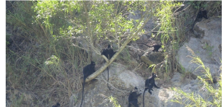 Voọc Hà Tĩnh hay còn gọi voọc đen Hà Tĩnh, voọc gáy trắng có tên khoa học là Trachypithecus hatinhensis. Loài này sống ở vùng núi đá vôi các tỉnh Hà Tĩnh, Quảng Trị và hai tỉnh giáp biên giới là Khammouane và Savannakhet (Lào). Ảnh: LTA.